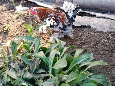 леопардовая кошка: Петушки карлики в продаже