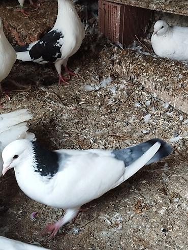 Göyərçinlər: Salam Aleykum çep maya tutulmadi dikelib oynuyan qusdu maya 25m — 4