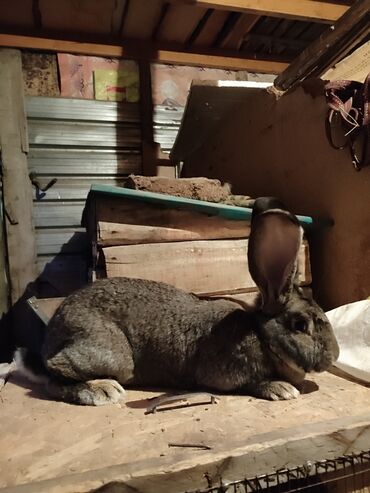 прадажа: Продаются кролики породы великан и французкий баран