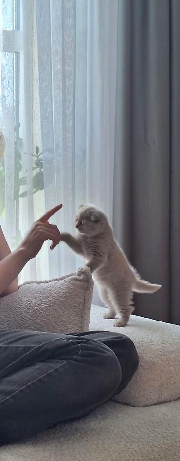 Кошки: Шотландская вислоухая, Самка, В добрые руки, Платная доставка — 1