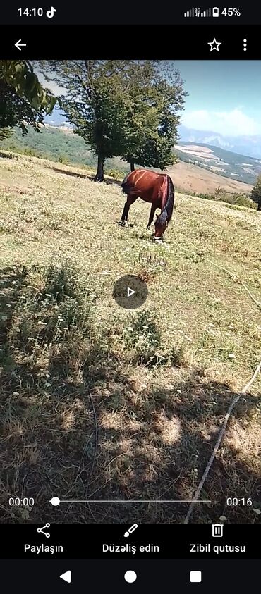 K/t heyvanları üçün mallar: Erkək, il: 8, Ünvandan götürmə