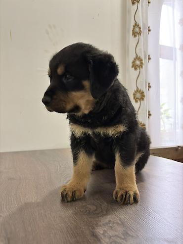 İtlər: Rotveyler, 2 ay, Dişi — 13