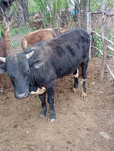 Коровы, быки: Продаю | Бык (самец) | На откорм — 5