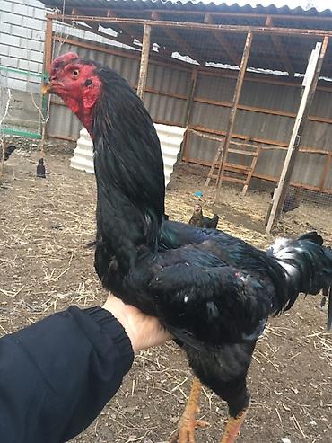 Куры, петухи: Продаю | Петух | Бойцовая | Для разведения, Для боев — 7