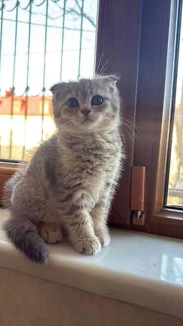 Pişiklər: Şotland — 8