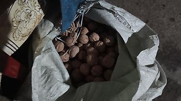 бу красовка: Продаю грецкие орехи, цена договорная — 2