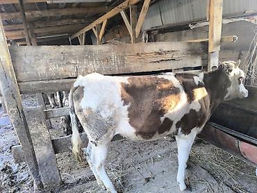 Коровы, быки: Продаю | Тёлка | Алатауская | Для разведения | Не стельные — 10