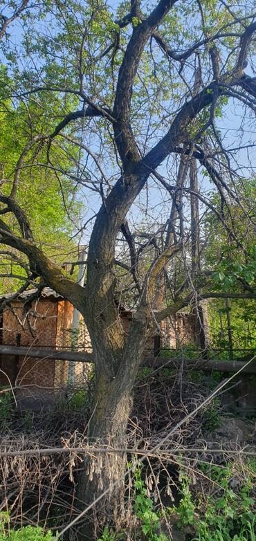 Спил деревьев, заготовка дров: Пилю деревья цена индивидуально! Пилю дровабревна 1500 - с/куб — 2