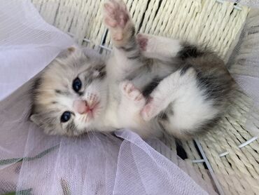 бездомные кошки: 1 месяц, Девочка