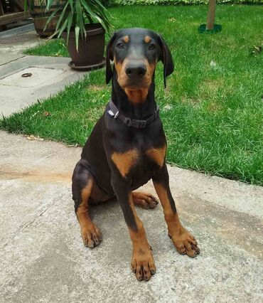 doberman crni: Doberman-štenci Doberman, štenci Cena: 350 eur Na prodaju prelepi