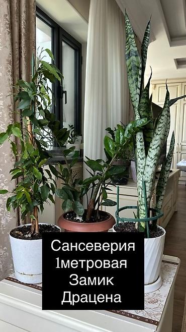 Бамбук: Цены от 800с и выше Акция на 3 цветка Комнатные растения в горшках — 2