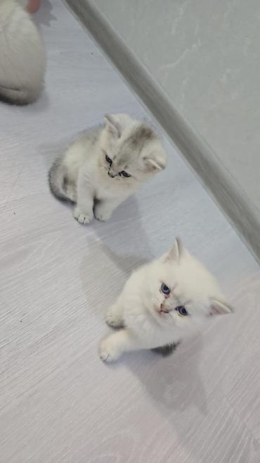 Pişiklər: Britan, Erkək, Dişi, Yaxşı əllərə, Ünvandan götürmə, Ödənişli çatdırılma — 5