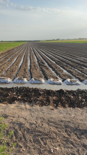 Овощи: Саженцы овощей: Морковь — 11