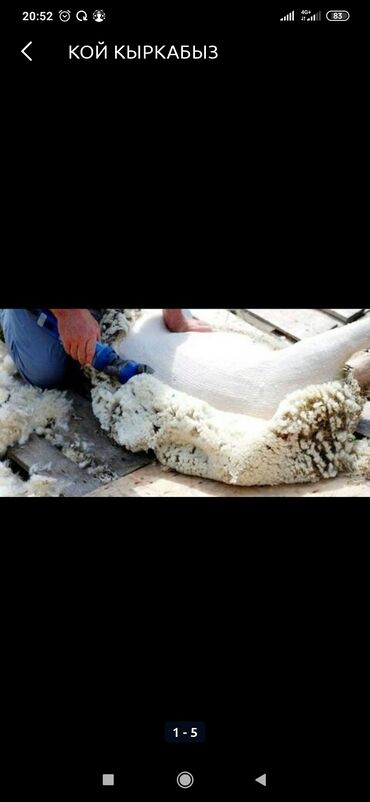 Услуги ветеринара: Кой кыркабыз ( стрижка овец ) Бишкек беловодск сокулук кант с выездом