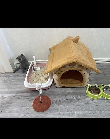 pişik şekli cekmek: Pişik üçün tam aksesuar dəsti Dəst aşağıdakılardan ibarətdir: - — 2