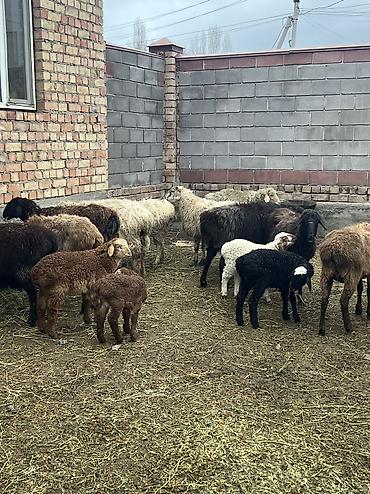 Другие животные: Асалоому алейкум 7 баш козулу кой бар козулар чон 7 баш бооз кой — 1