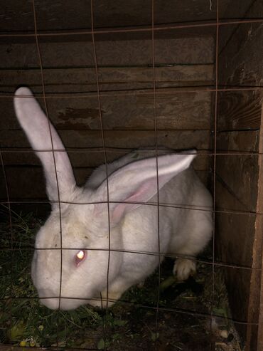 декоротивные кролики: Кролик продаю порода не знаю самец