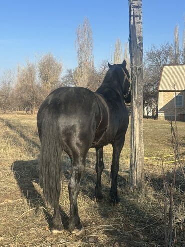 Лошади, кони: Продаю | Жеребец | Рабочий — 10