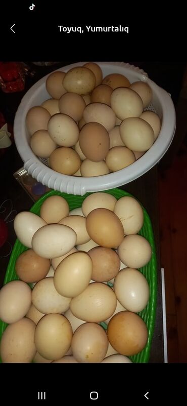 toyuq satisi: Oguz ərazisinə çatdırılma.Və ödənişlidi. Kənd təzə toyg, yumurtası