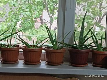 растения в горшках: Алоэ Малыши 1 год есть 10 горшков