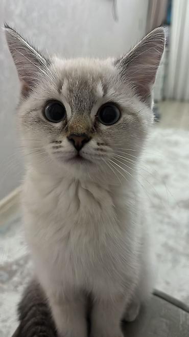 Pişiklər: Yaxşı əllərə -da lalafo.az — 5 Pişiklər: Yaxşı əllərə — 5