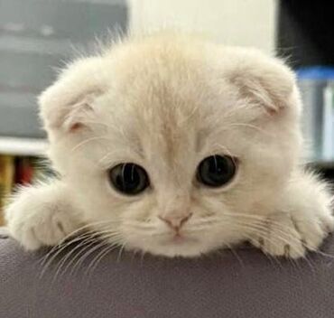 котенок в добрые руки: Шотландский вислоухий котёнок (Scottish Fold) - Окрас: кремовый с