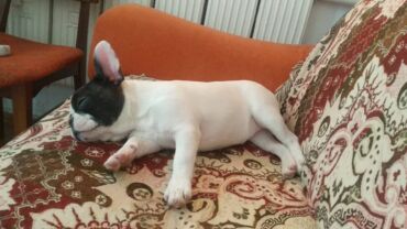 мексиканская собака: Бульдог, 5 айлык, Ургаачы, Эмделген