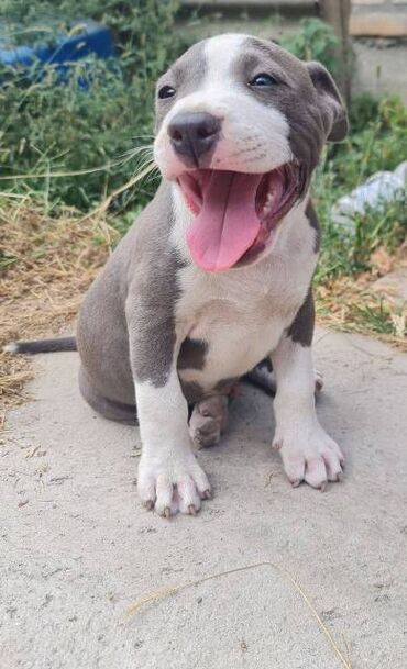 Psi: Američki Stafordski terijer, plavi štenci Na prodaju dva muška šteneta — 6