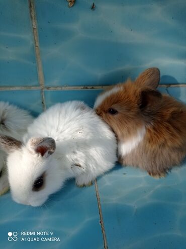 Декоративные кролики: Карликовые декоративные крольчата по 1200 сом — 9