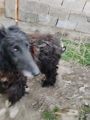 Отдам даром собаку: Тайган крупной породы, длинношёрстная. Окрас преимущественно чёрный с — 9