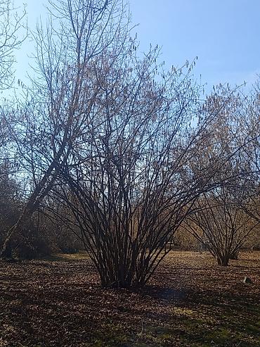 Torpaq sahələrinin satışı: Kənd təsərrüfatı — 8