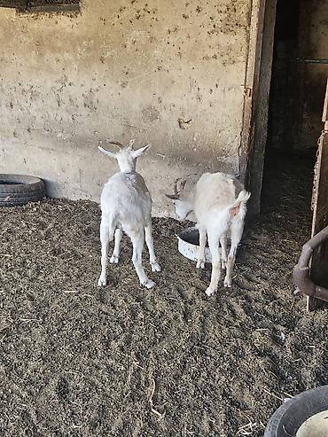 Самка, лет: 1, Для молока at lalafo.az — 2 Самка, лет: 1, Для молока — 2