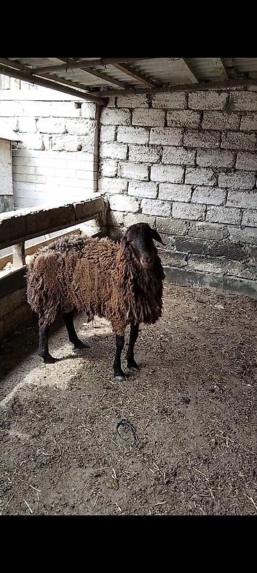 Qoyunlar, qoçlar: Qarabaş yerli cins qoç - Rəngi: tünd qəhvəyi, qarabaş - Cinsi: yerli — 1