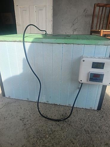 quzu satisi: Super Veziyyet 2 eded İnqivator satılır.Tutumu 120 eded Çıxarmasına — 3