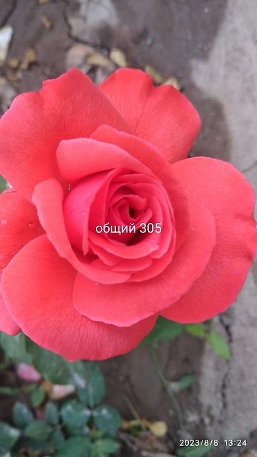 Роза: Саженцы садовых роз (кустарниковые/чайно-гибридные, флорибунда) — — 13