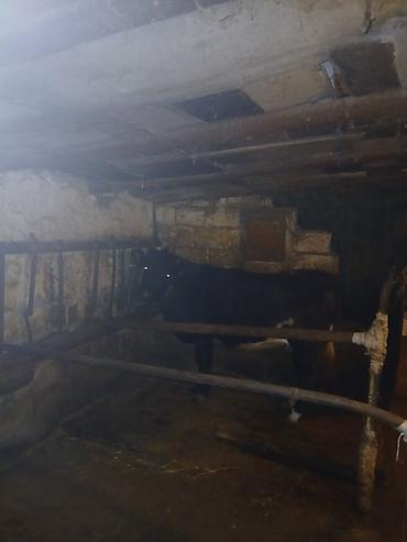 Inəklər, öküzlər: 1 ci qarına düyədi balalamağına bir aya on gün qalıb heyvan özü yaxşı -da lalafo.az — 8 Inəklər, öküzlər: 1 ci qarına düyədi balalamağına bir aya on gün qalıb heyvan özü yaxşı — 8