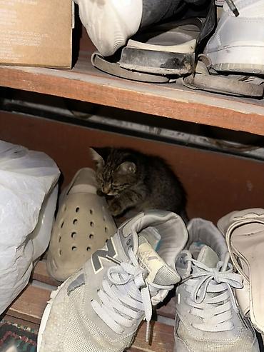 Котята, домашние, пушистые малыши. - Описание: двое котят, один серый