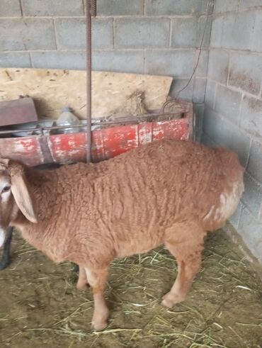 нубийские козы: Продаю | Ягненок, Баран (самец) | Арашан | Для разведения | Осеменитель