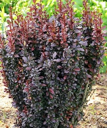 Гортензия: Продаю саженцы: -гортензия Анабель -Хосты великаны -Дицентра бордовая — 7