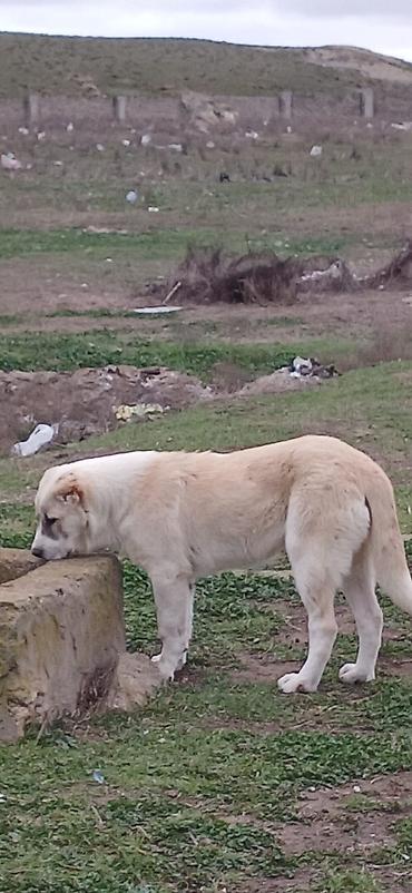 İtlər: Qurdbasar, 4 ay, Dişi — 11