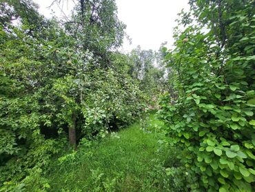 снять квартиры в баку: 13 sot, Kənd təsərrüfatı, Mülkiyyətçi, Kupça (Çıxarış), Bələdiyyə