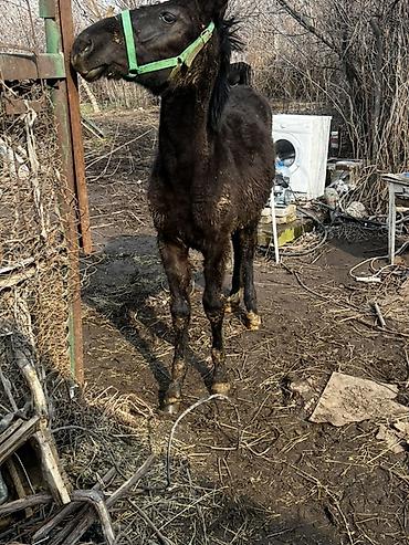 Лошади, кони: Продаю | Жеребенок | Кара Жорго | Для разведения — 3