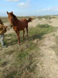 Gəmiricilər: Heyvanlar üçün digər mallar