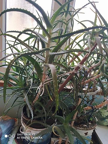Bitkilər: Aloe Vera derman.Soldakı güldü.15 illikdi — 1
