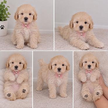 it xaltalari satisi: Maltipoo F1 balalar Mikro.Ana 3 kq yarim Ata 2 kq yarim.Balalar — 4