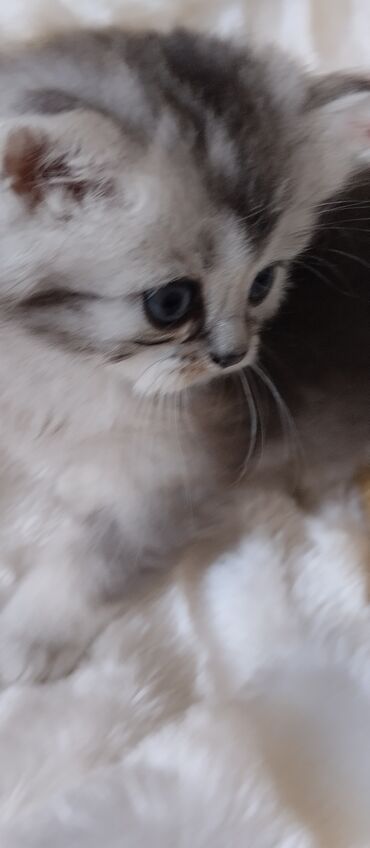 сиамский кот цена: Продам Шотландскую девочку хайленд страйд . ДР 20 02 24 г. Родители