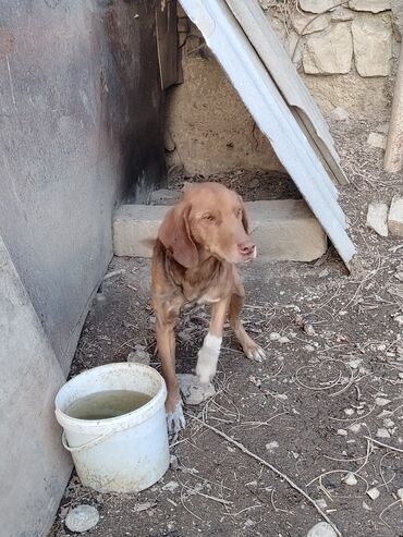 İtlər: Ov iti- ruski qonçil — 9