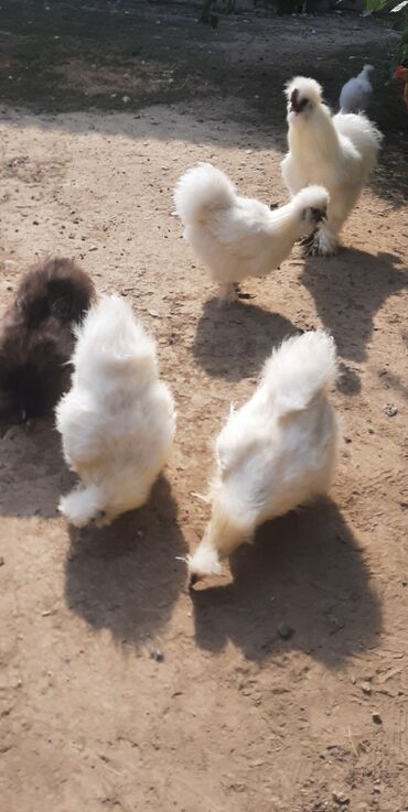 Gəmiricilər: Toyuq, Yumurtalıq