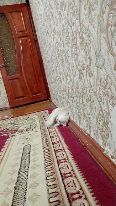 мейн куны цена: 3 айлык, Эркек, Алтын шиншилла, Аргын, Лотокко барууга үйрөтүлгөн