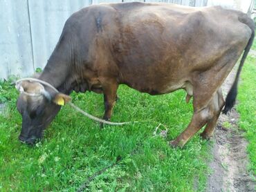 продажа бычков: Продаю | Корова (самка) | Джерсейская | Для молока | Стельные